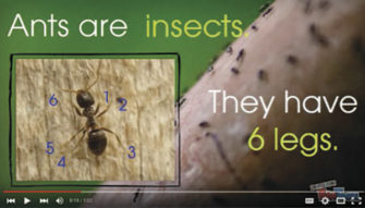 Using In-Flipping In K-2 Science Education